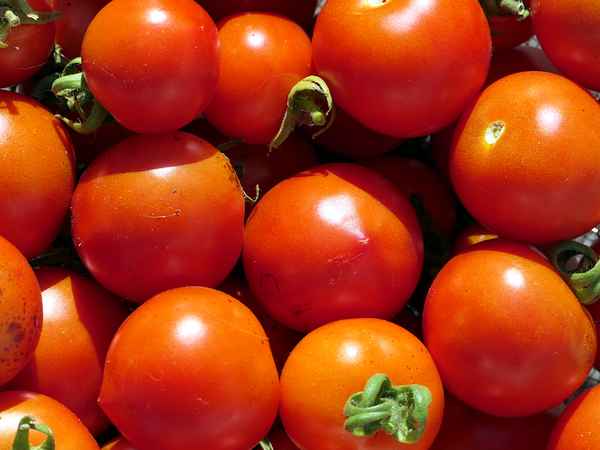 Tomaten Ernte