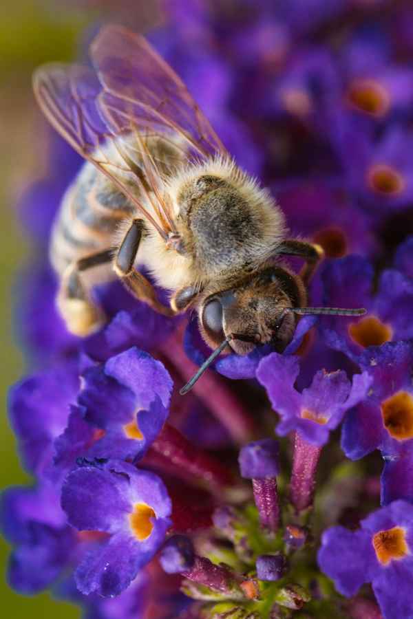 Biene auf Blume 2