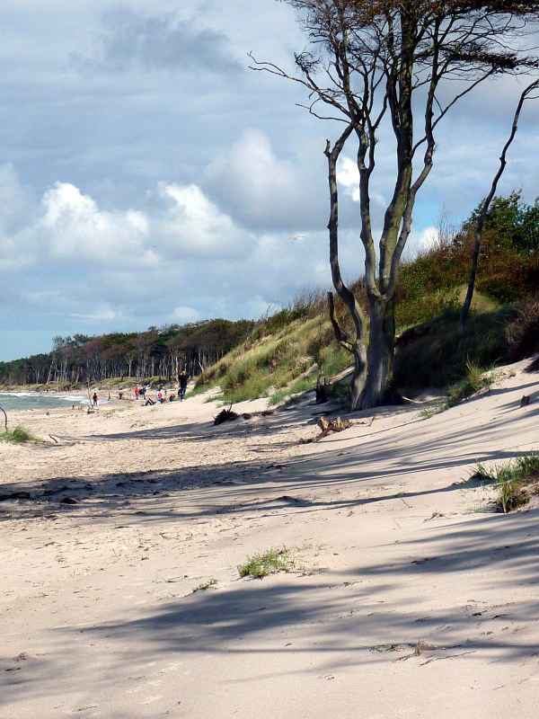 Urwald an der Küste von Weststrand in Fischland