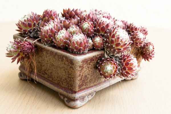Hauswurz (Sempervivum)