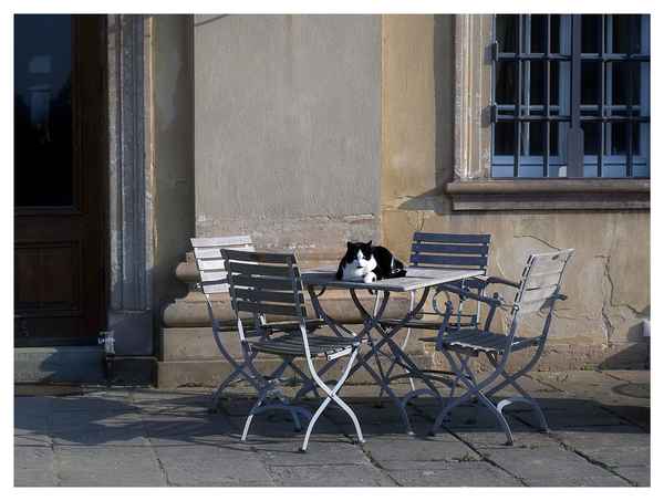 Schloßparkkaffeetischkatze