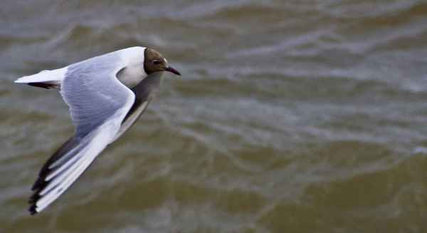 Ruhiger Flug über bewegte See