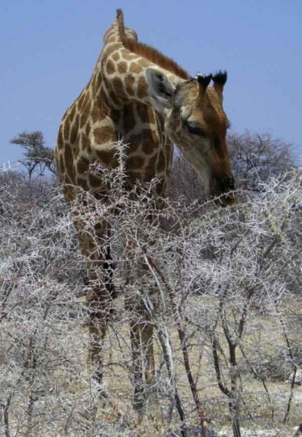 Giraffe
