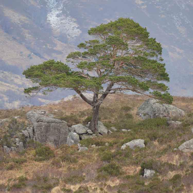 Highlands