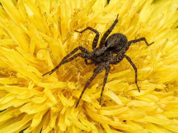 Dunkle Wolfspinne