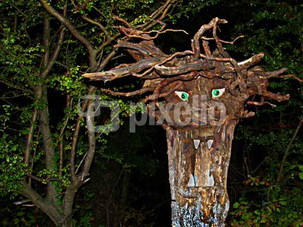 Waldmeister