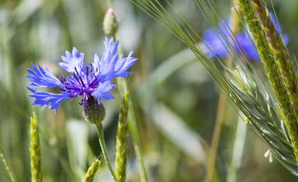Blue star im Kornfeld