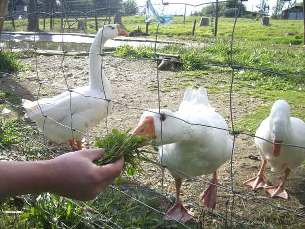 Gänsefütterung