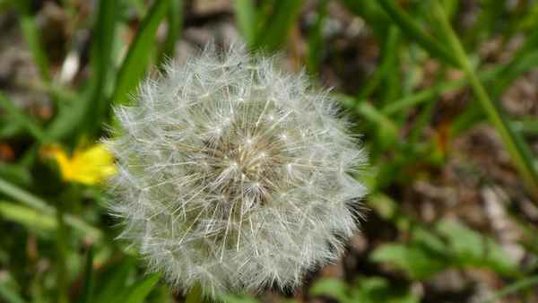 Pusteblume