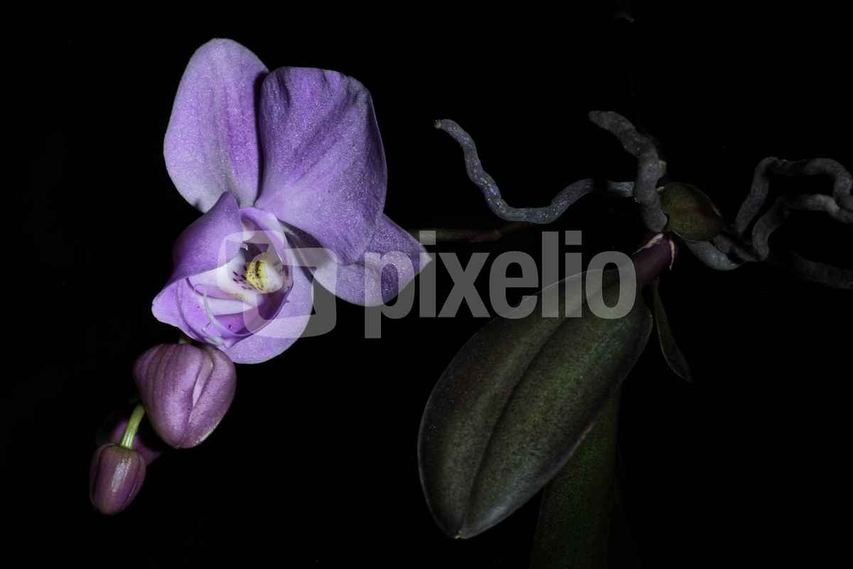 Orchidee