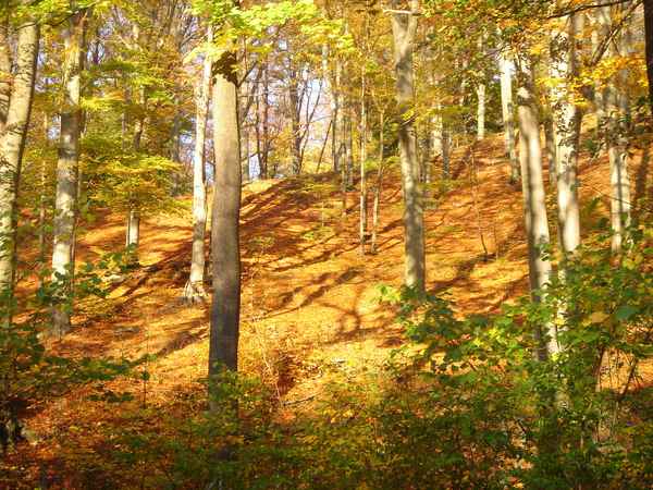 Goldener Herbst