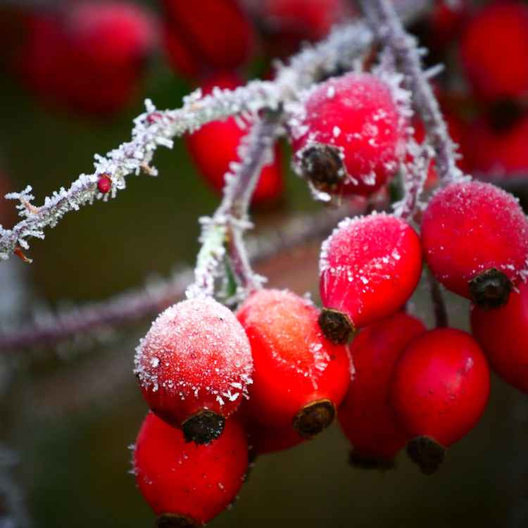 frostige Hagebutten