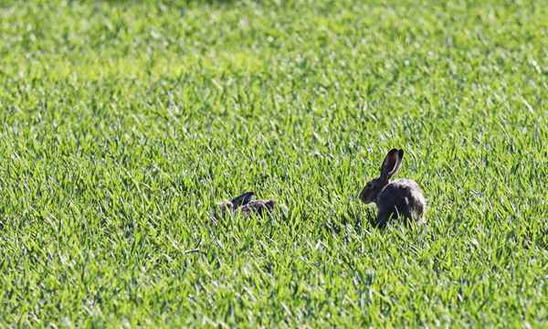 hasen beim sonnenbad