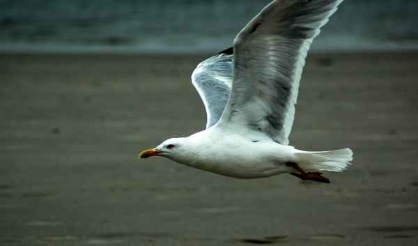 Überflieger