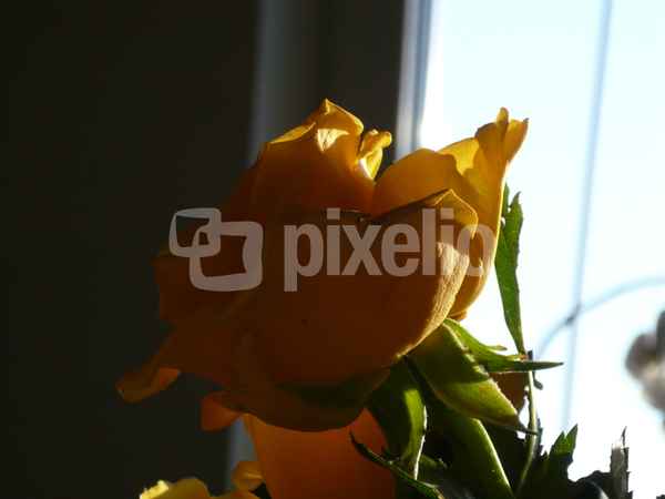 Gelbe Rose