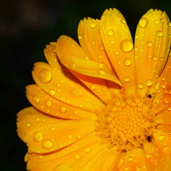 Gelbe Ringelblume
