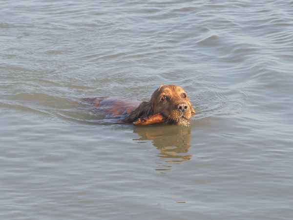 Kira schwimmt mit Stock