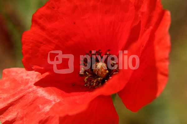 Roter Mohn.......