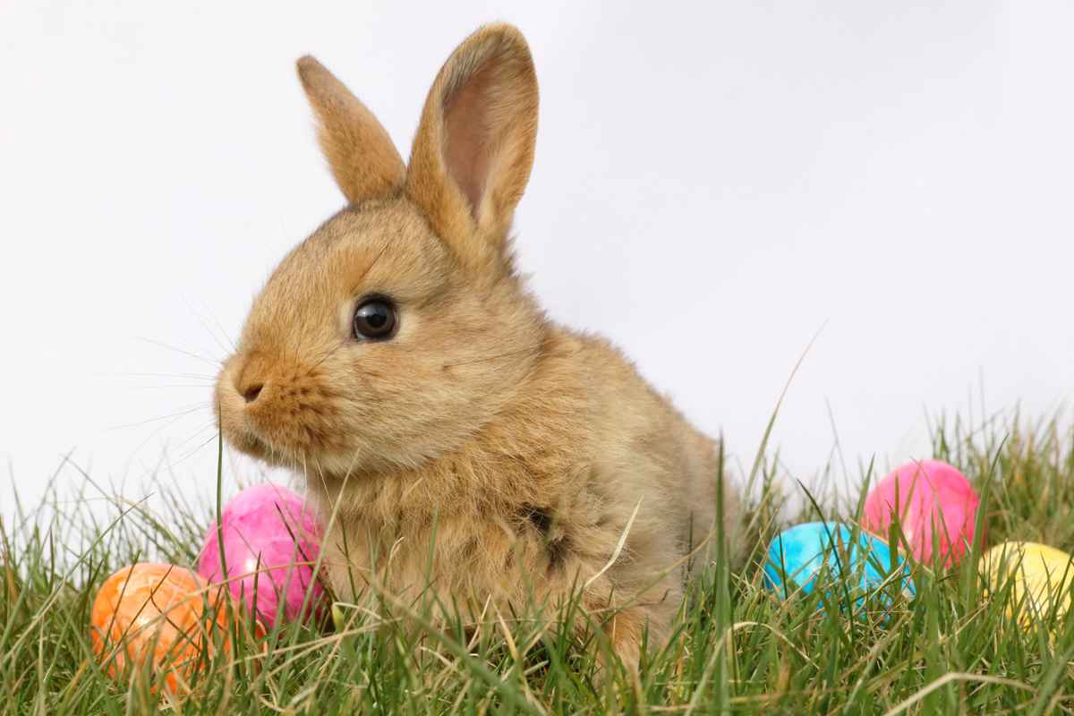 Kleiner kuscheliger Osterhase