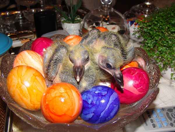 Frohe Ostern