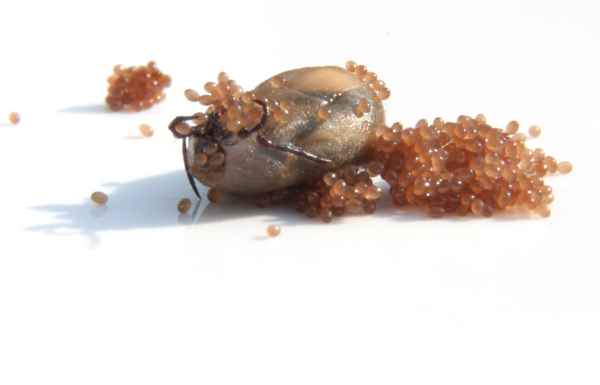 Eiablage einer Zecke