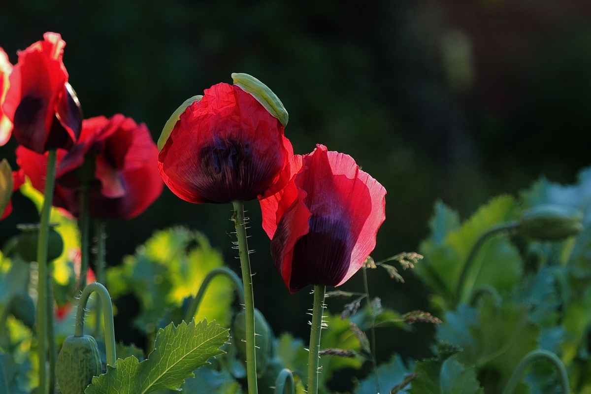 mohn im ersten morgenlicht 1