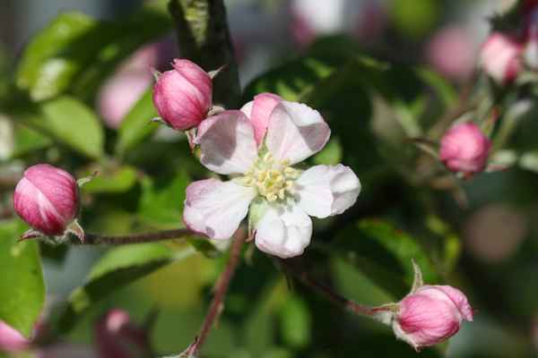 Apfelblüte im Frühling
