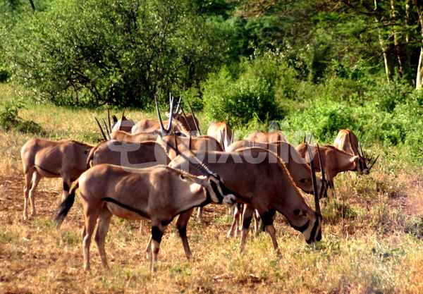 Oryx Antilopen
