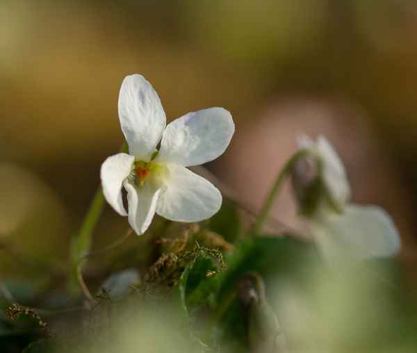 Weißes Veilchen