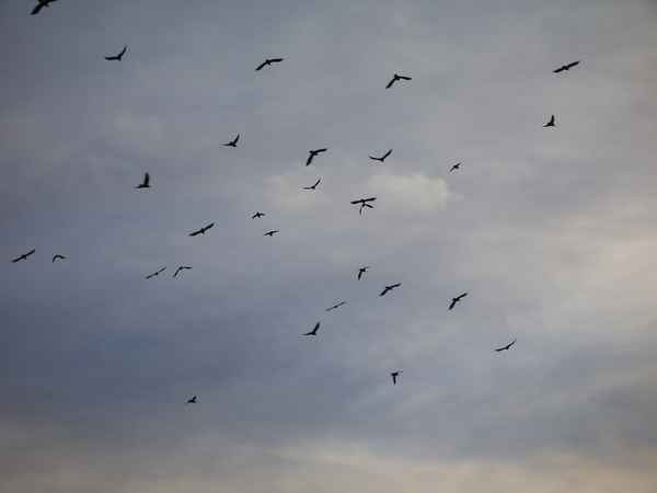 Vögel am Abend