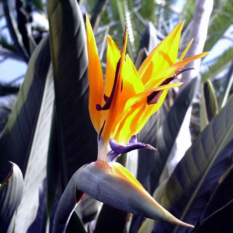Paradiesvogelblume