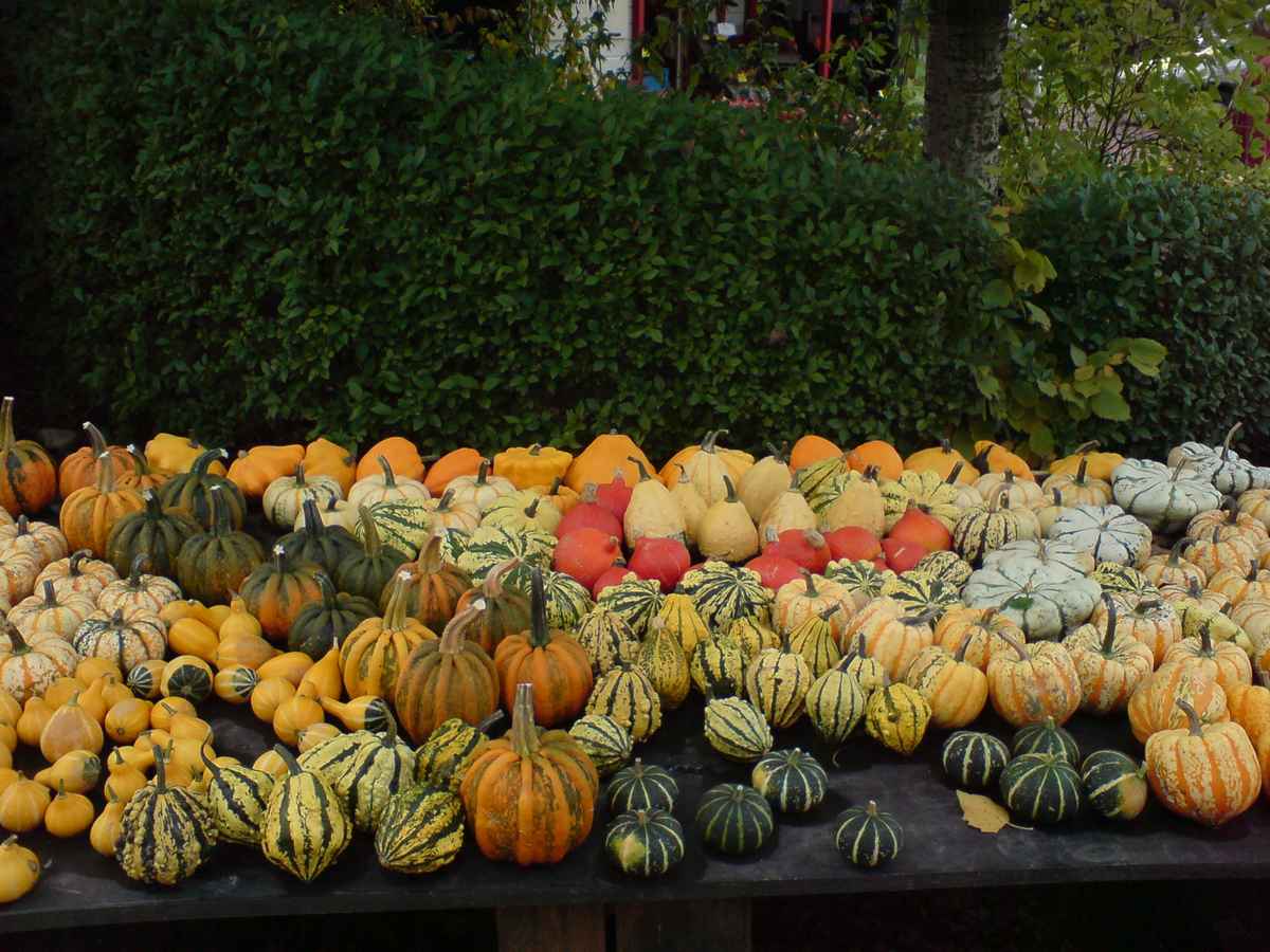Bunte Herbstboten2
