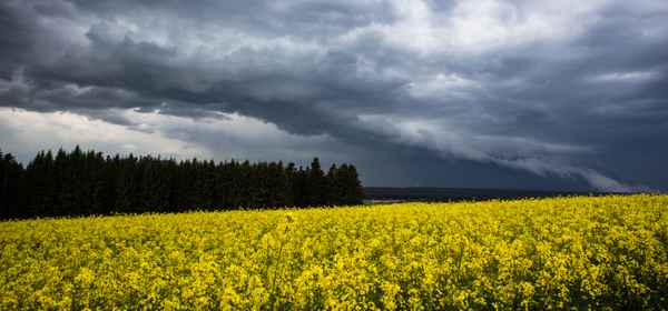 Tiefdruckgebiet mit Wald und Raps