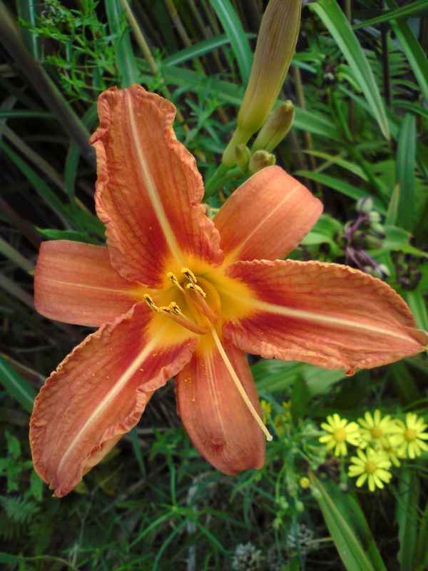 Taglilie unterbelichtet