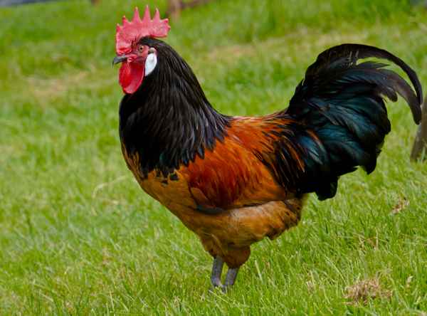 Gockel mit schönem Gefieder