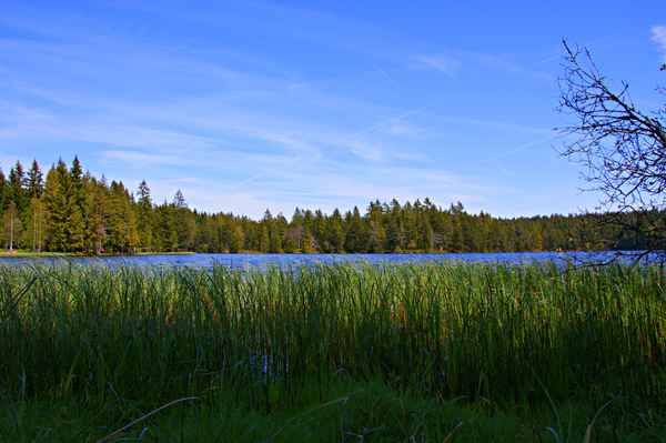 Étang de la Gruère