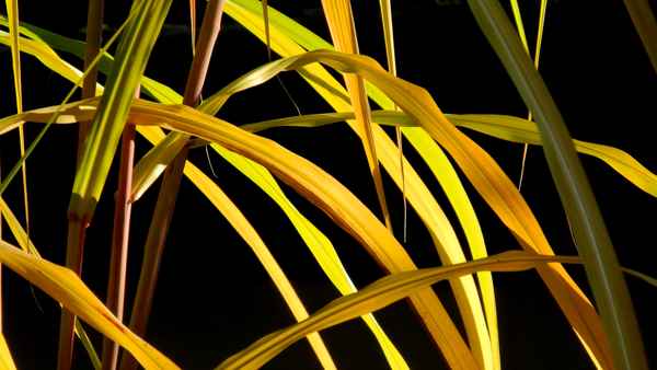 Schilf im Gegenlicht