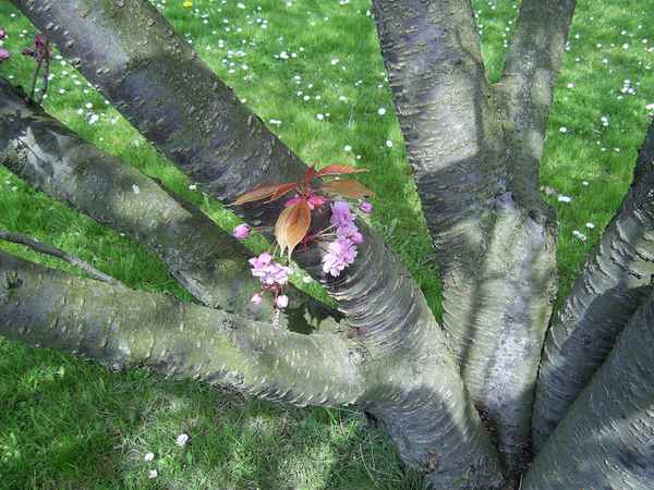 Rosa Blüten im Frühling 2