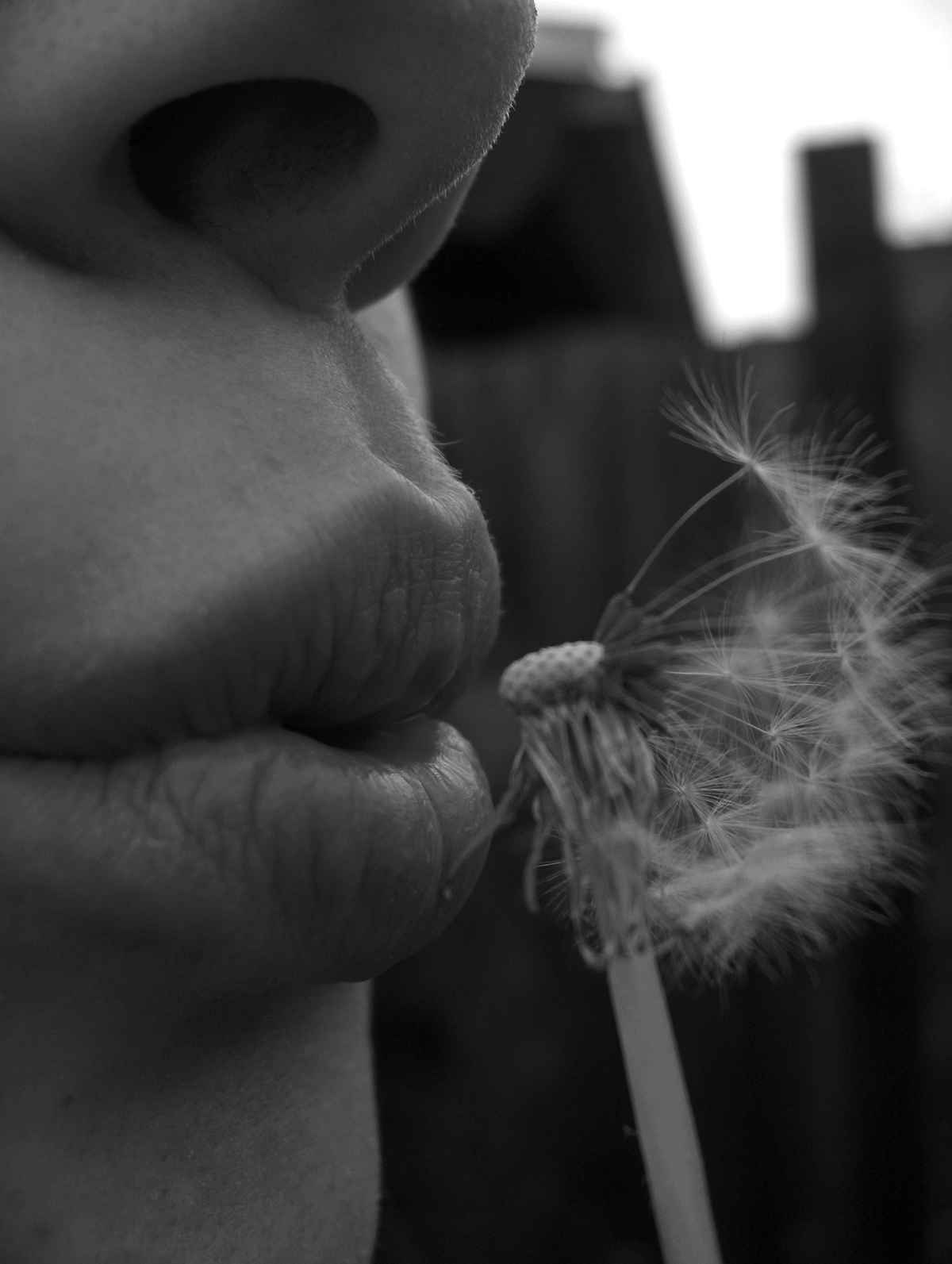 Pusteblume