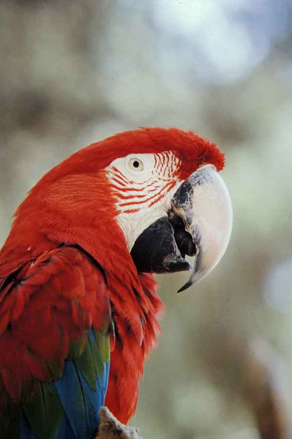 papagei