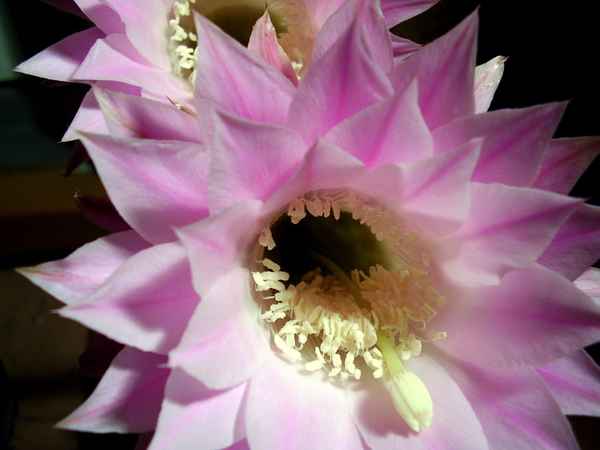 Echinopsis -1-