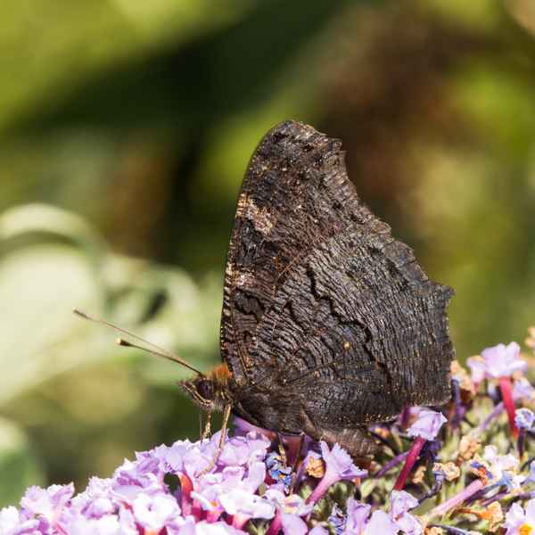 außen schwarz - innen bunt