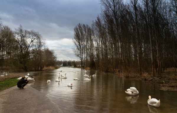 Hochwasser am Rhein