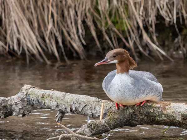 Gänsesäger-Weibchen