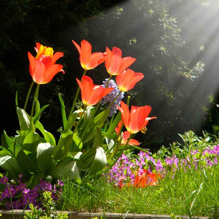 Tulpen im Sonnensrtrahl