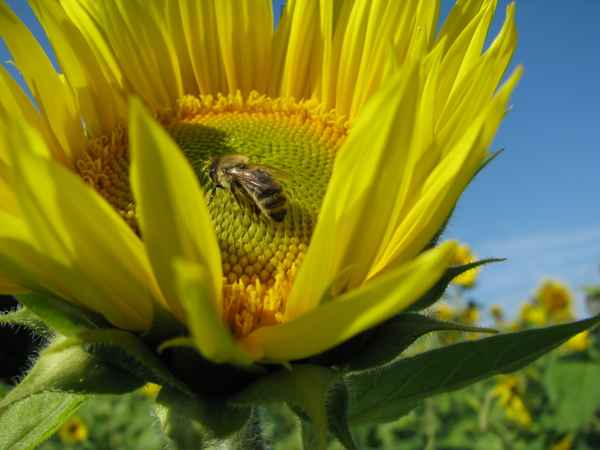 Sonnenblume