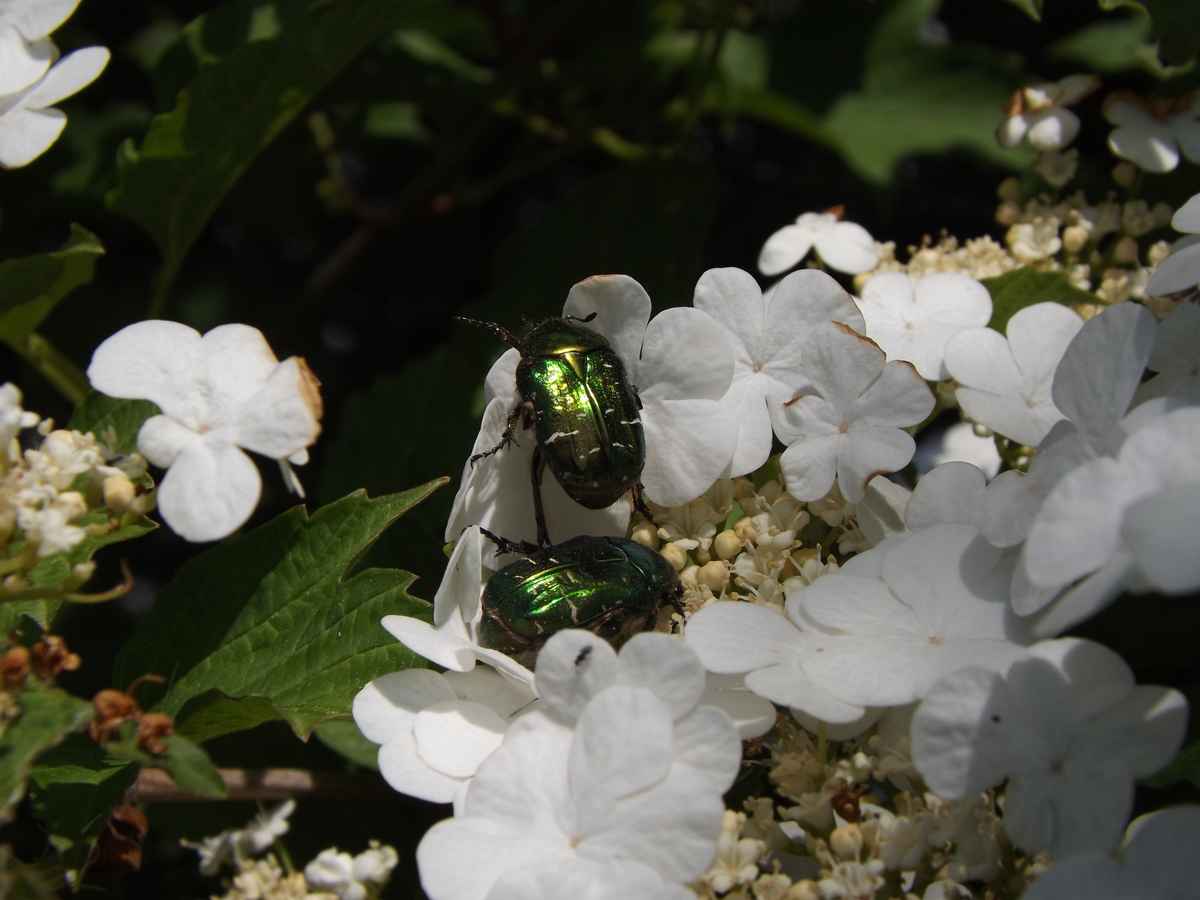 Zwei Käfer