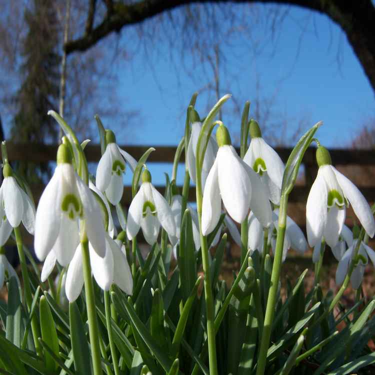 Wildwachsende Schneeglöckchen