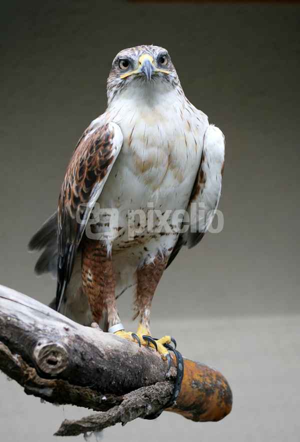 sakerfalke
