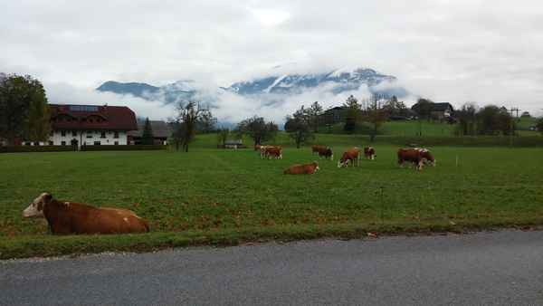 Glückliche Kühe in freier Natur